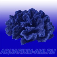 Коралл Пектиния для оформления аквариума №710